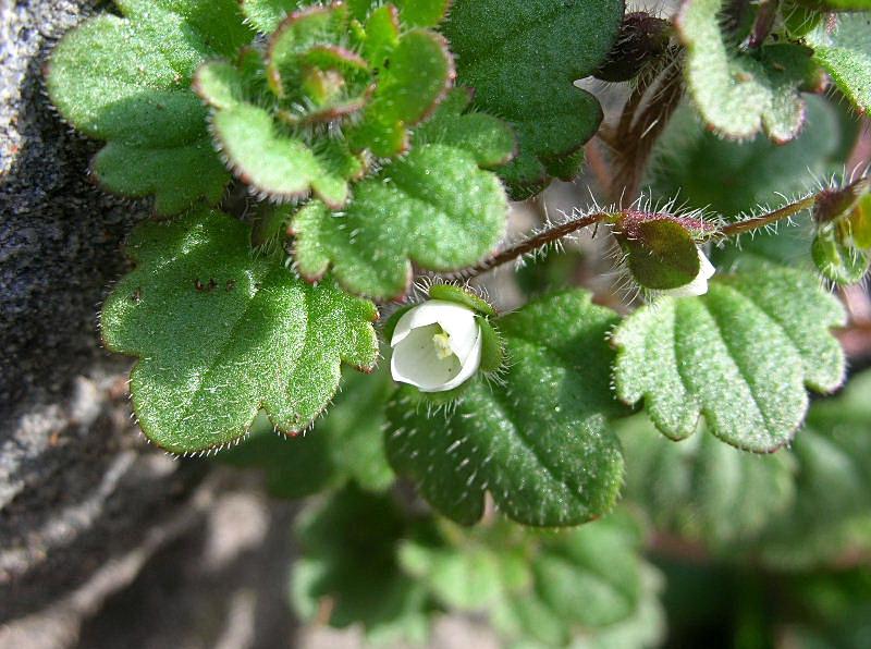 Veronica cymbalaria / Veronica a foglie di Cimbalaria